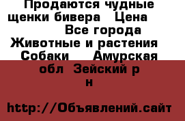 Продаются чудные щенки бивера › Цена ­ 25 000 - Все города Животные и растения » Собаки   . Амурская обл.,Зейский р-н